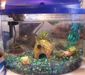 fish tank