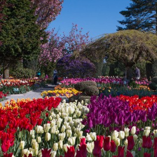 inner tulip garden