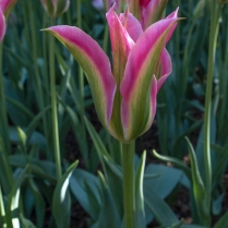 pink & green tulip