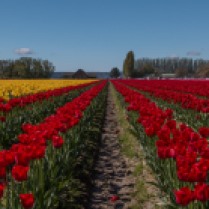 rows of yellow & red tulips