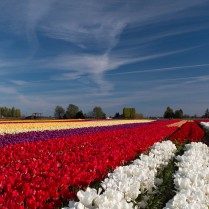 tulip field with cool sky