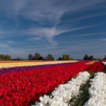 tulip field with cool sky
