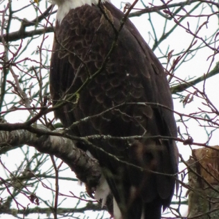 Eagle overlooking the Samish River.