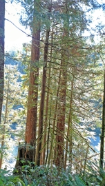 old growth trees