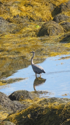 heron fishing in seaweed
