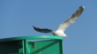 taking off from Bell Buoy