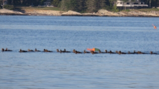 raft of ducks