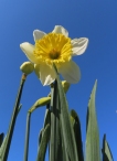 tall daffodil