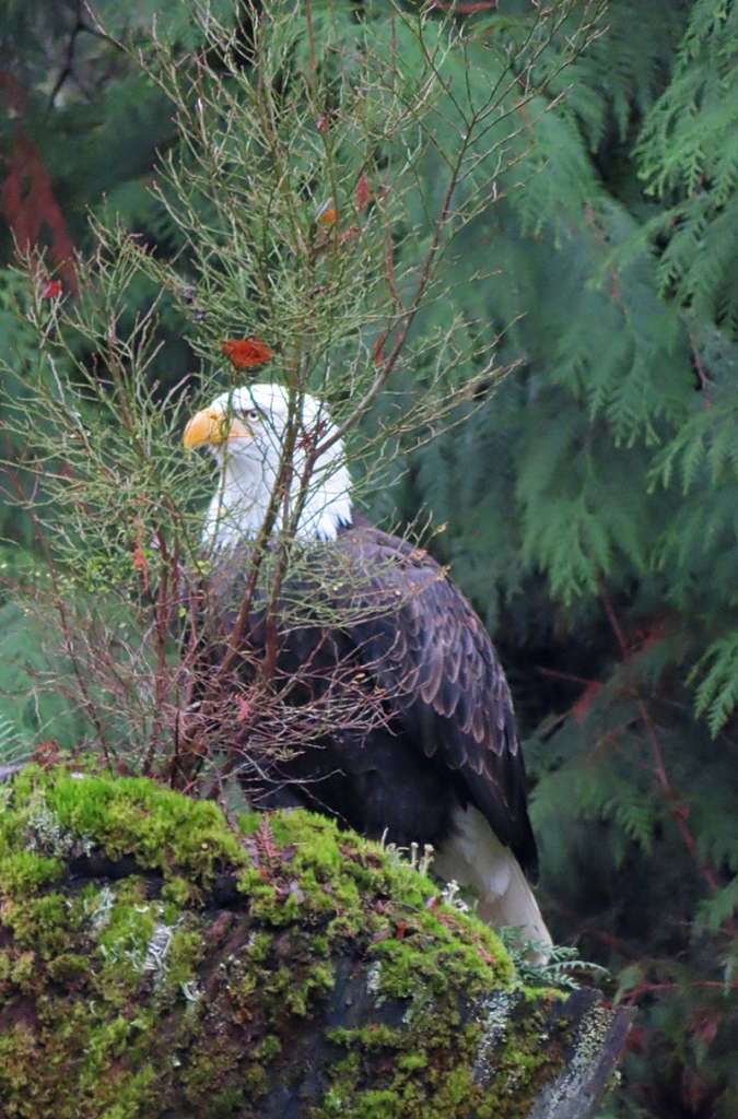 Bald Eagle on a mossy stump.