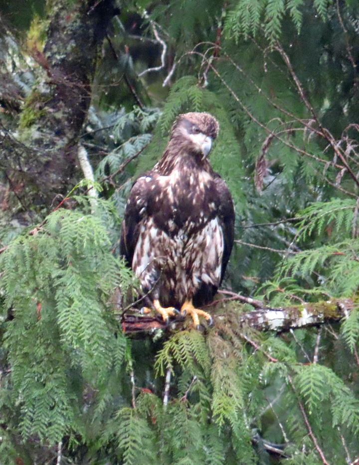 Immature Eagle blending with the trees.