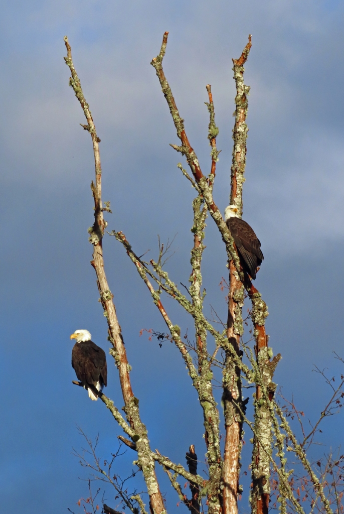 Two Bald Eagles by the river.