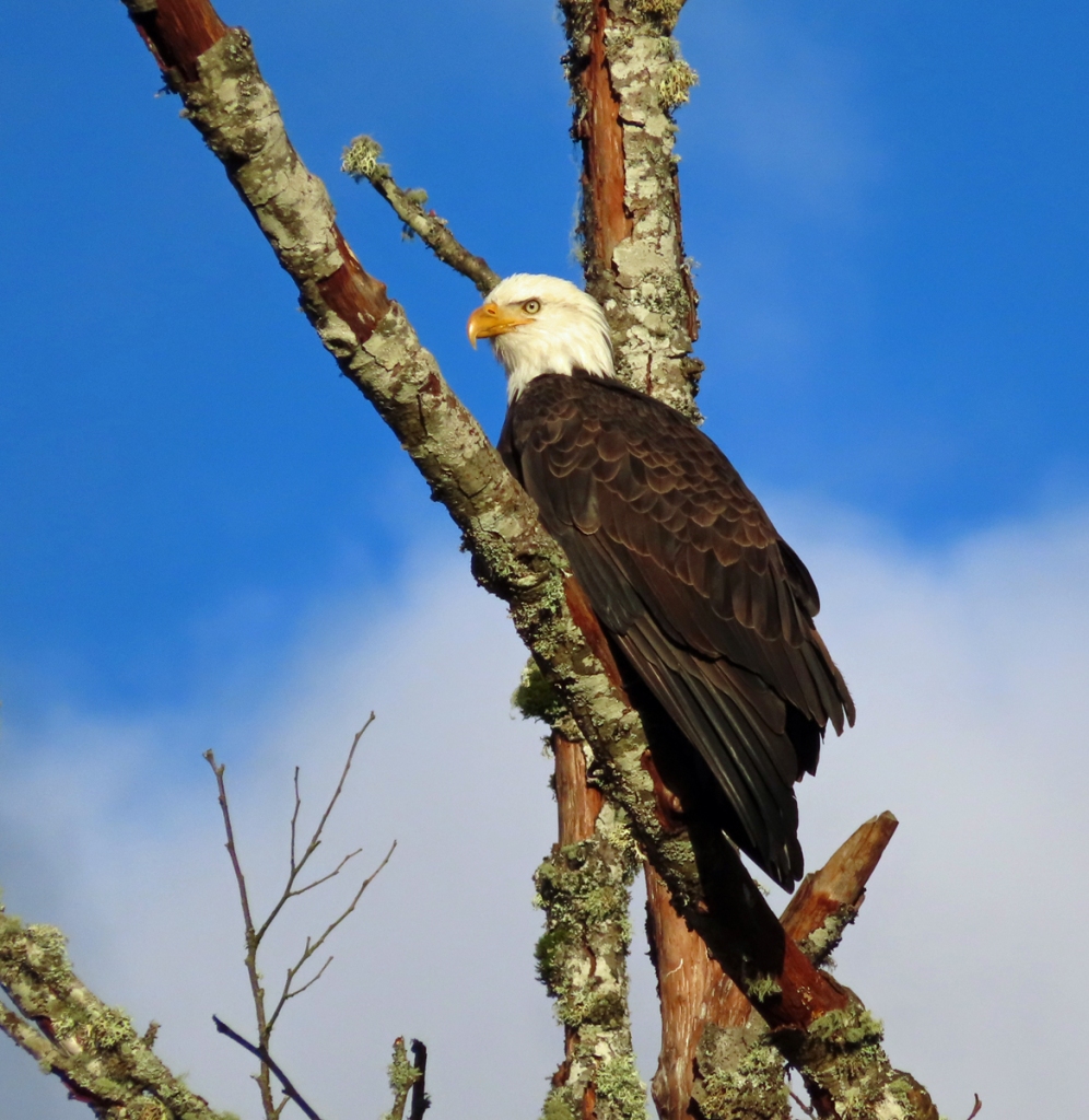 Bald Eagle in a tree overlooking a river.